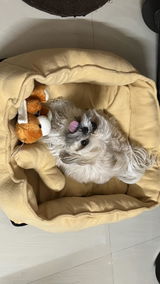Bella review photo