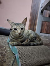 Siddhant review photo