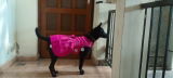 Shilpi review photo