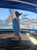 Crash The Sailing Sphynx review photo