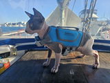 Crash The Sailing Sphynx review photo