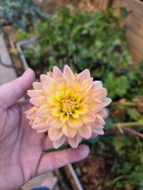 BREONNA E. review photo