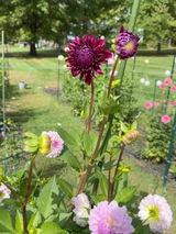 JENNIFER F. review photo