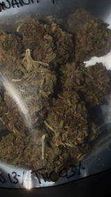 FORBIDDEN FRUIT | HIGH GRADE CBD – Culture sur Sol Vivant | Fleur CBD 100% légal en France