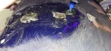 Anonym (US) review photo