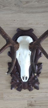 Martin Norja review photo