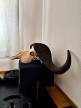 Corvin Lagler review photo