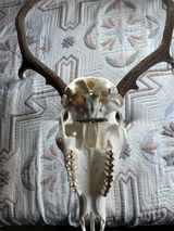 Matthias S. review photo