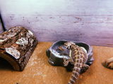 Large Black Soldier Fly Larvae