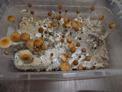 Review picture