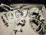Chadrick review photo