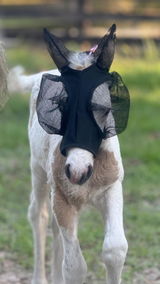 Gypsy Dance Ranch review photo