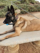 "Mallies" DAD/Trainer/ Santiago review photo