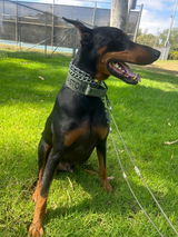 AstonDoberman review photo