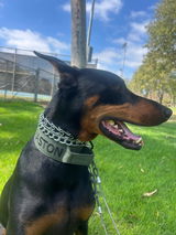 AstonDoberman review photo
