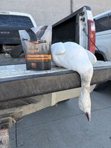 Duck Preservation Kit