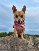 Etsy customer review photo