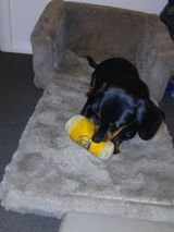 Jess & Pancho review photo
