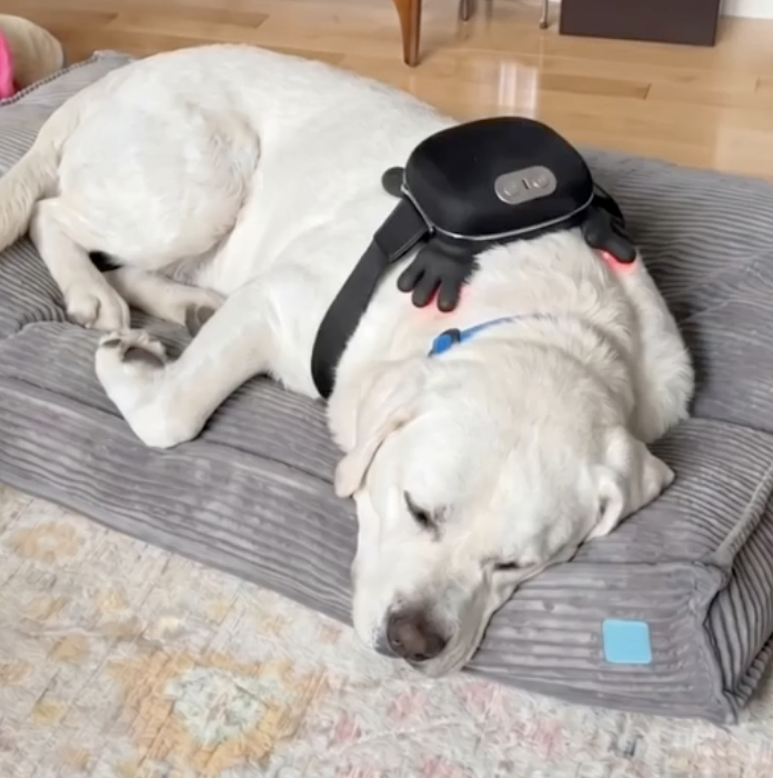 CalmiPaws - Massager for pets