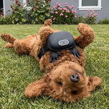 Bear Ali review photo