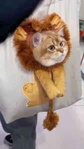 LionPaw Carrier
