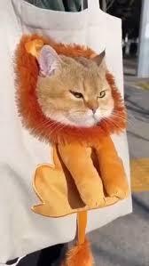 LionPaw Carrier