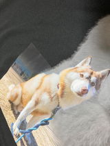 ひま犬 review photo