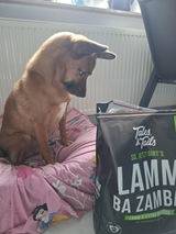 LammBa Zamba!