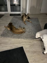 Garantiert keine Lammeweile