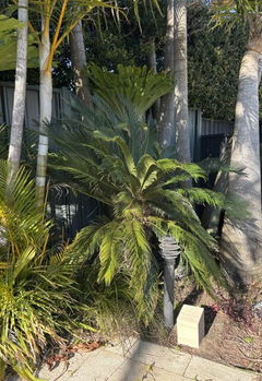 Review picture
