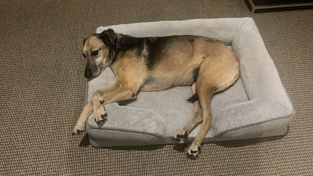 BONE+JOINT Super Chews