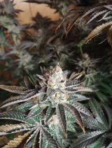 BudZnBeerZ_79 review photo