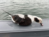 RAY STICKEL review photo