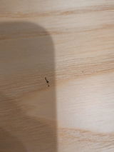 匿名 review photo