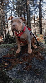Svenskt Hundgodis - Promenad & Träning - Oxhjärta