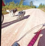 Naturligt Hundgodis Kaninöron