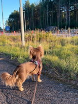 Ella review photo