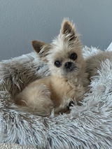 BellaBug review photo
