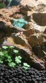 Avaleno smith review photo