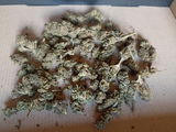 Kalus review photo