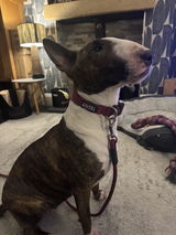 Collar & Lead Bundle