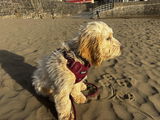 Beargundy Harness