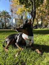 Beatriz review photo
