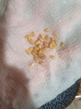 Anisha B. review photo