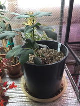 GreenHeart review photo