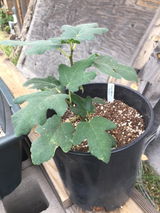GreenHeart review photo