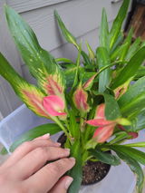 Cora S. review photo