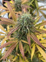 George Griffin review photo