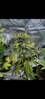Mary Jane Biden review photo