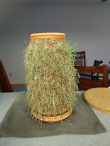 Susie Davis review photo